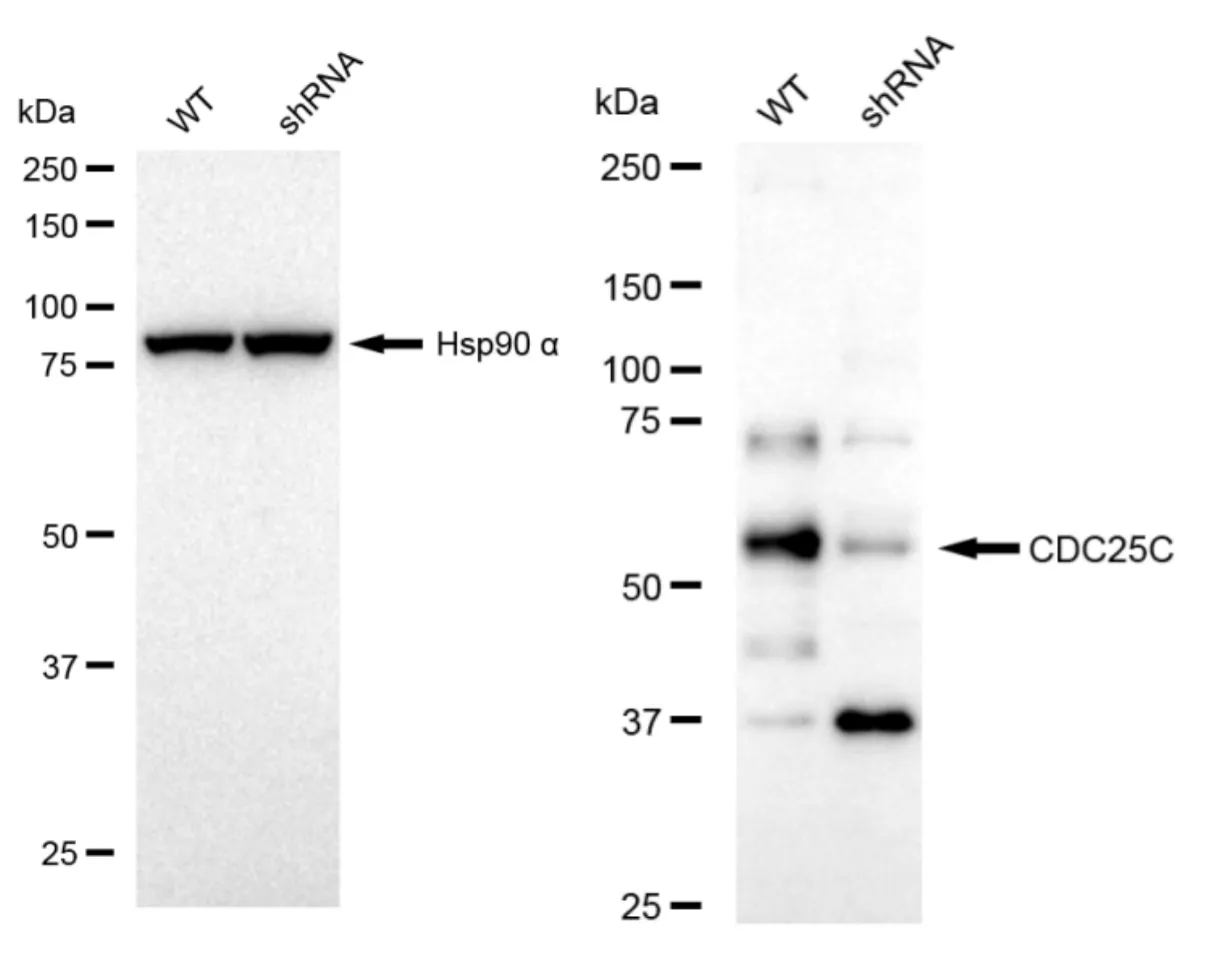 KD-Validated CDC25C Recombinant Rabbit Monoclonal Antibody