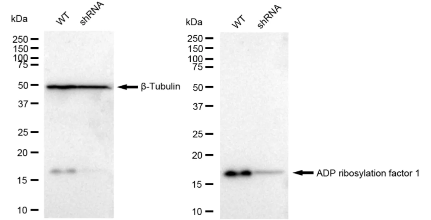 KD-Validated ADP Ribosylation Factor 1 Recombinant Rabbit Monoclonal Antibody