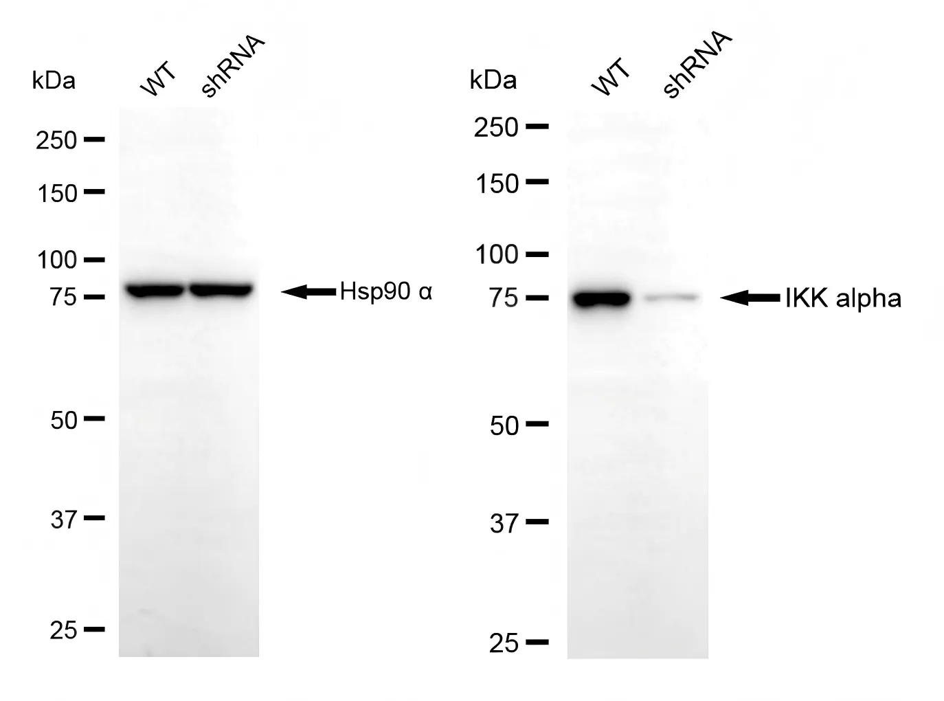KD-Validated IKK α Recombinant Rabbit Monoclonal Antibody