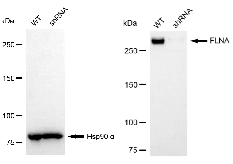 KD-Validated FLNA Recombinant Rabbit Monoclonal Antibody