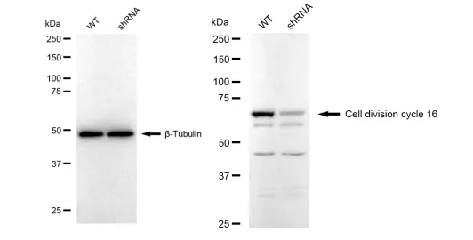 KD-Validated Cell Division Cycle 16 Recombinant Rabbit Monoclonal Antibody