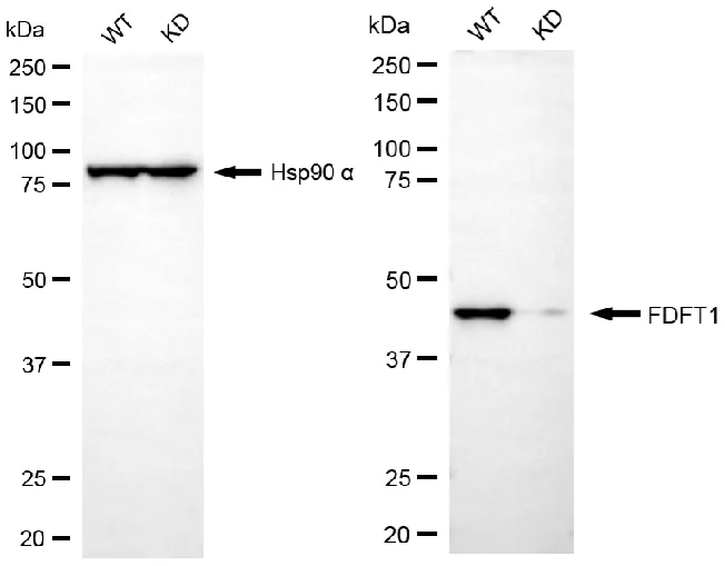 KD-Validated FDFT1 Recombinant Rabbit Monoclonal Antibody