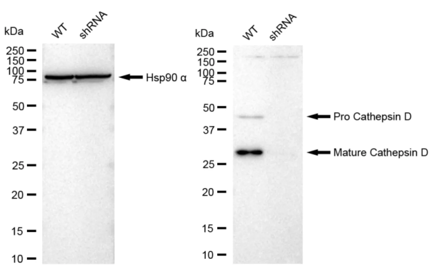 KD-Validated Cathepsin D Recombinant Rabbit Monoclonal Antibody