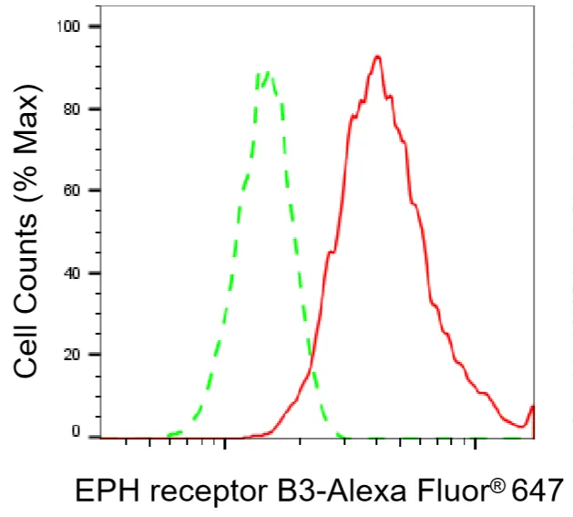 Flow cytometry - KD-Validated Eph Receptor B3 Recombinant Rabbit Monoclonal Antibody - KVAb01622