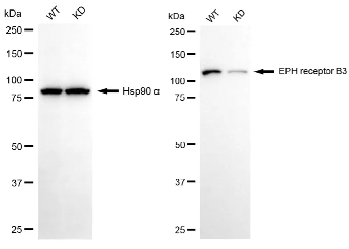 WesternBlot(WB) - KD-Validated Eph Receptor B3 Recombinant Rabbit Monoclonal Antibody KVAb01622