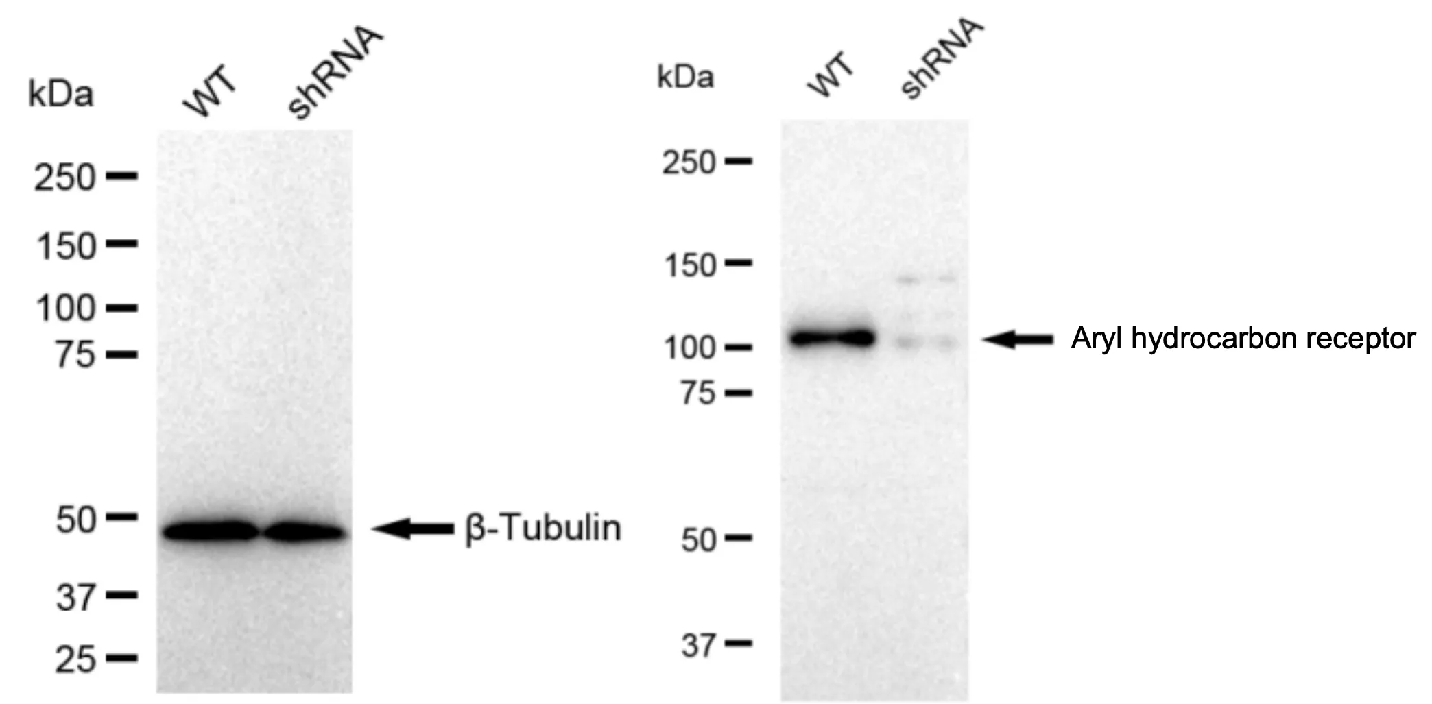 KD-Validated Aryl Hydrocarbon Receptor Recombinant Rabbit Monoclonal Antibody