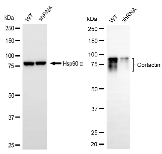 KD-Validated Cortactin Recombinant Rabbit Monoclonal Antibody