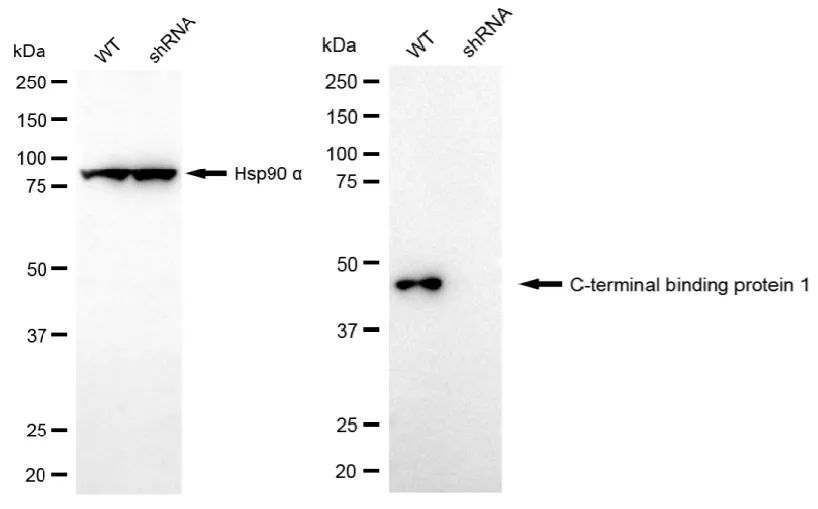 KD-Validated C-Terminal Binding Protein 1 Recombinant Rabbit Monoclonal Antibody