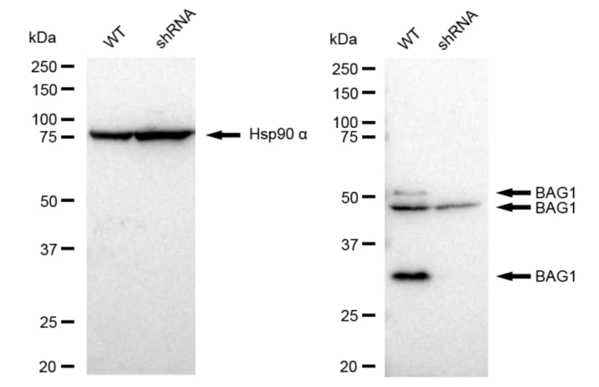 KD-Validated BAG1 Recombinant Rabbit Monoclonal Antibody