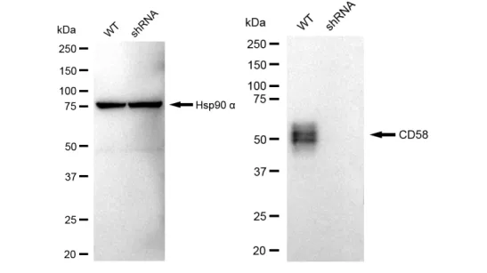 KD-Validated CD58 Recombinant Rabbit Monoclonal Antibody
