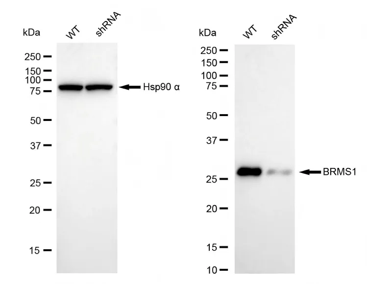 KD-Validated BRMS1 Recombinant Rabbit Monoclonal Antibody