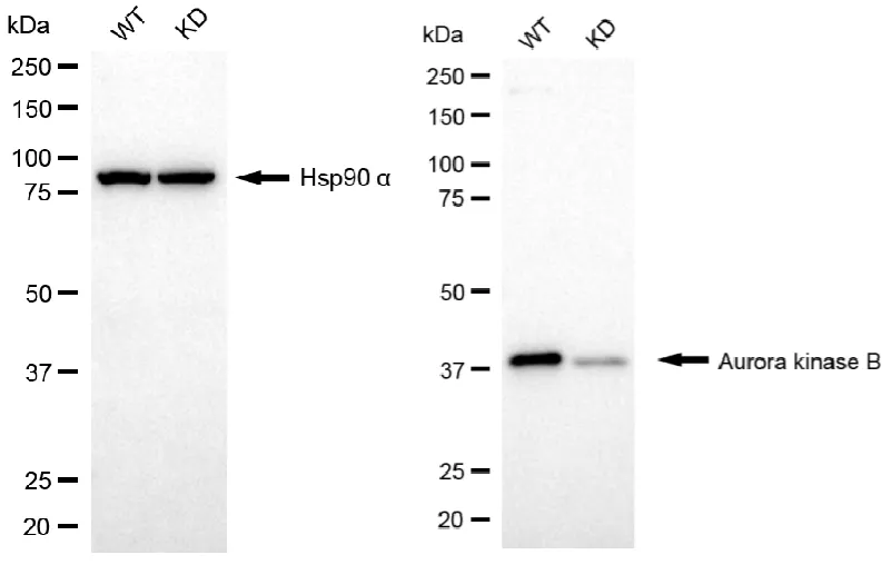 KD-Validated Aurora kinase B Recombinant Rabbit Monoclonal Antibody