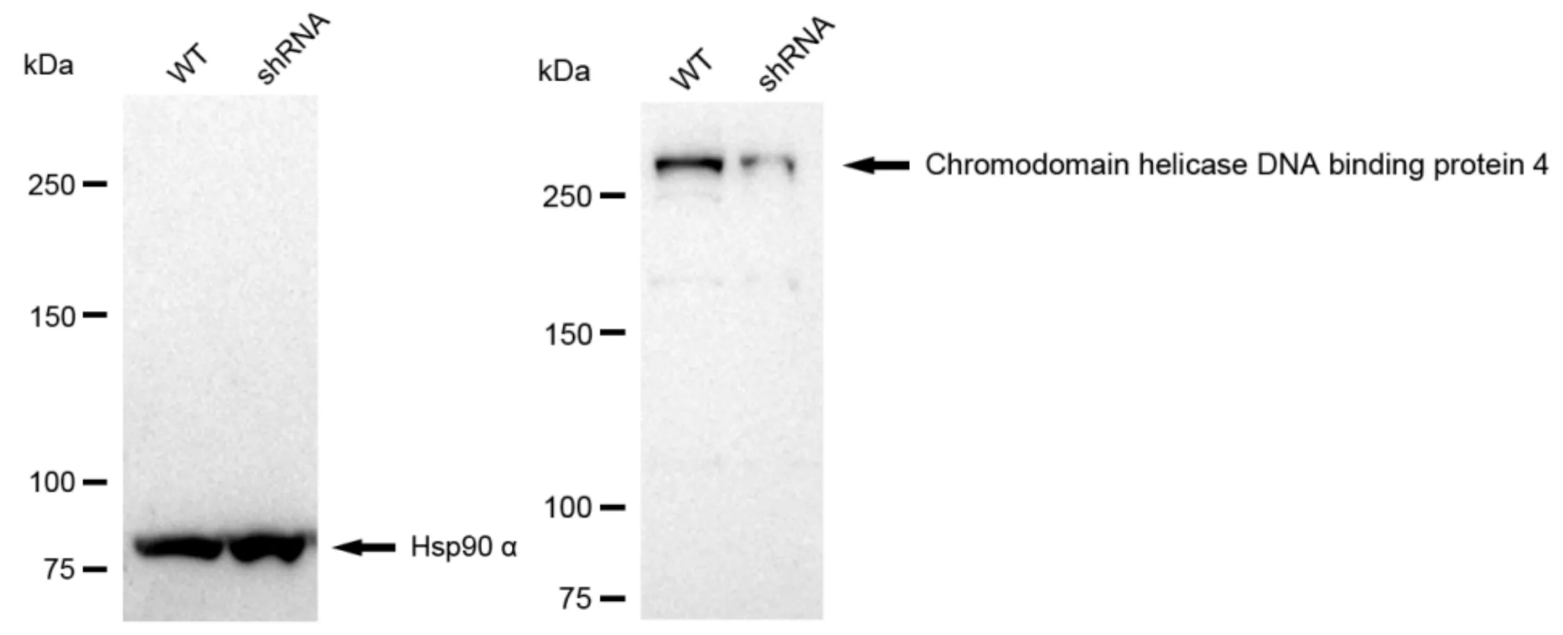 KD-Validated Chromodomain Helicase DNA Binding 4 Recombinant Rabbit Monoclonal Antibody