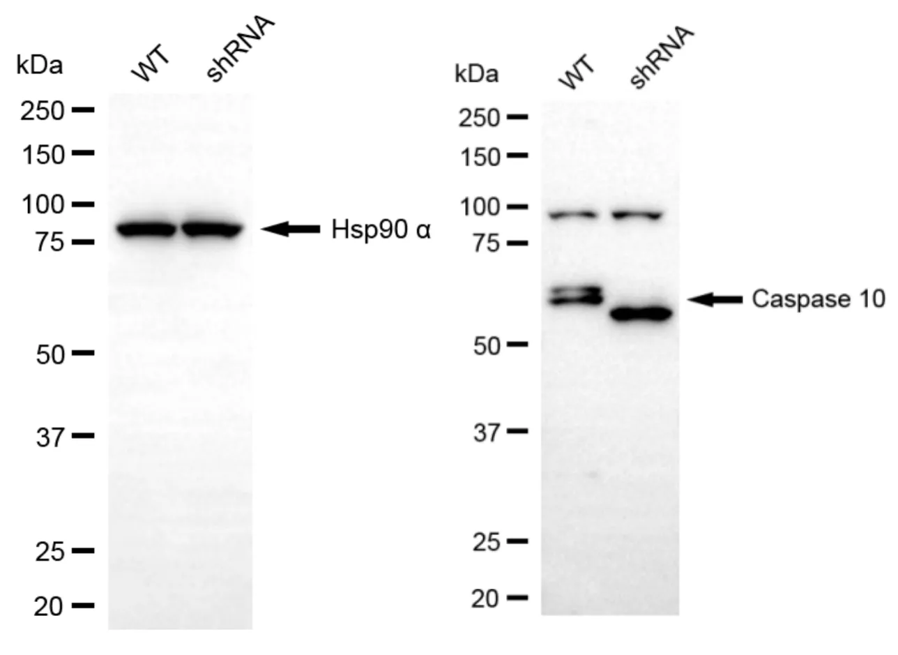 KD-Validated Caspase 10 Recombinant Rabbit Monoclonal Antibody
