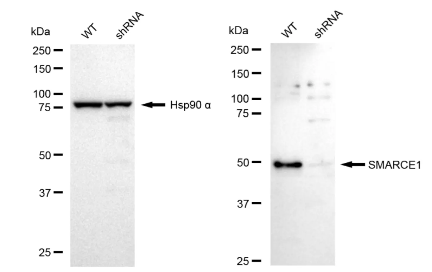 KD-Validated SMARCE1 Recombinant Rabbit Monoclonal Antibody