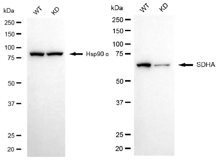 KD-Validated SDHA Recombinant Rabbit Monoclonal Antibody