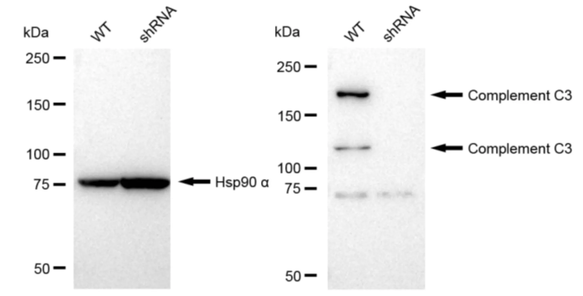 KD-Validated Complement C3 Recombinant Rabbit Monoclonal Antibody