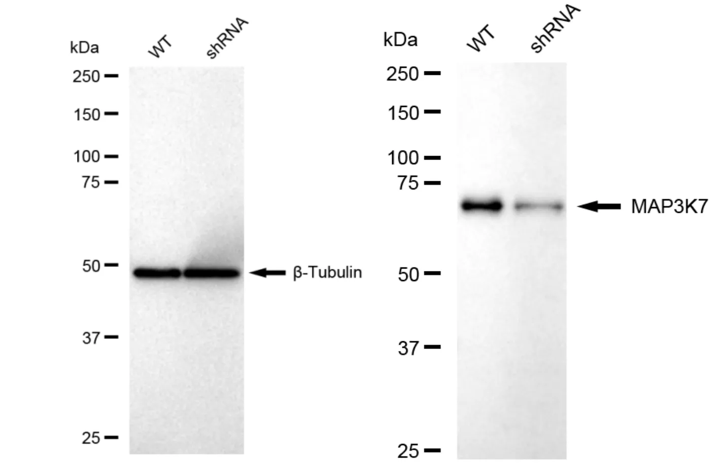 KD-Validated MAP3K7 Recombinant Rabbit Monoclonal Antibody