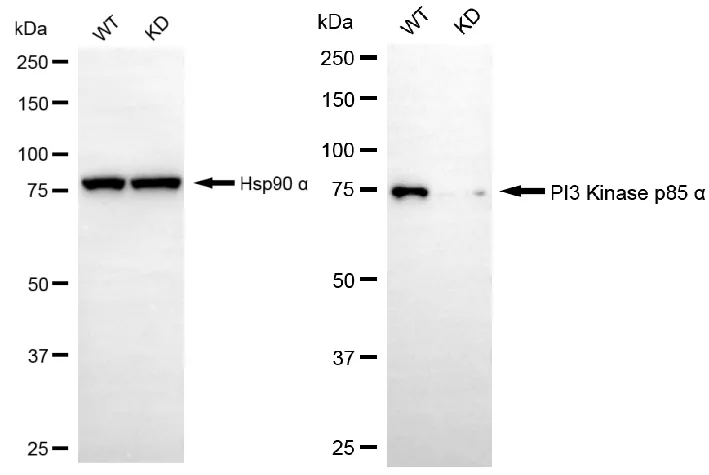 KD-Validated PI3 Kinase p85 Alpha Recombinant Rabbit Monoclonal Antibody