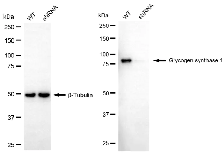 KD-Validated Glycogen Synthase 1 Recombinant Rabbit Monoclonal Antibody