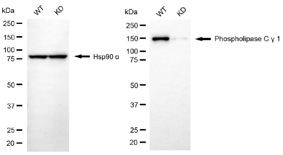 KD-Validated Phospholipase C Gamma 1 Recombinant Rabbit Monoclonal Antibody