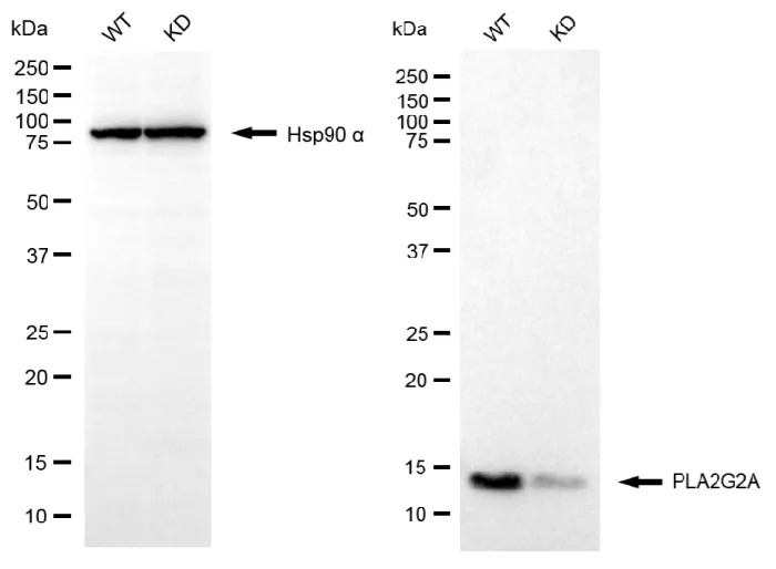 KD-Validated PLA2G2A Recombinant Rabbit Monoclonal Antibody