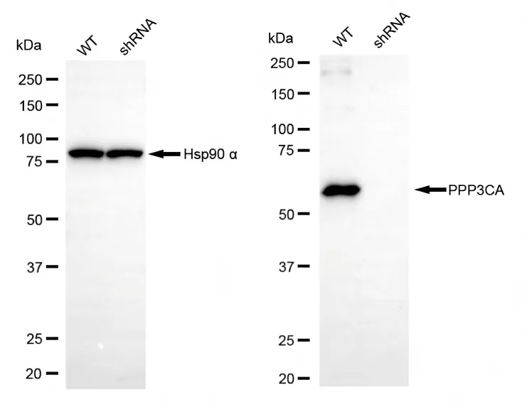KD-Validated PPP3CA Recombinant Rabbit Monoclonal Antibody