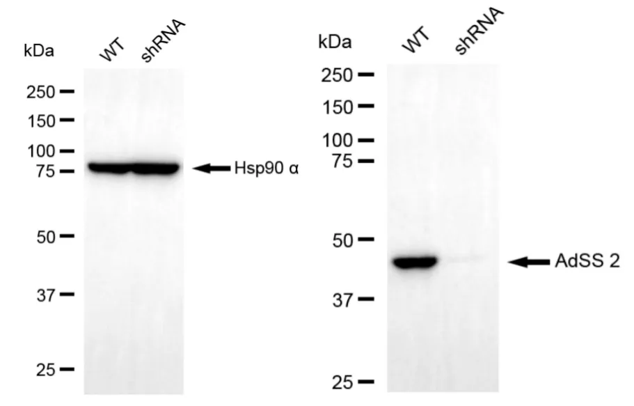 KD-Validated AdSS 2 Recombinant Rabbit Monoclonal Antibody