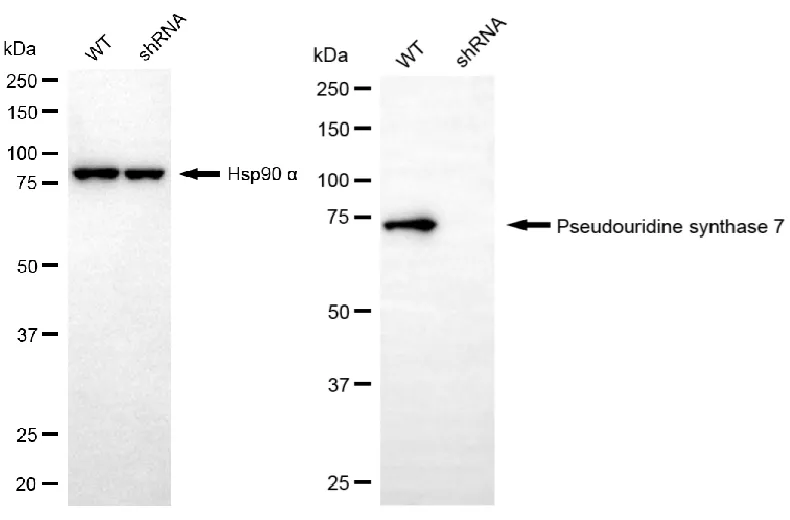 KD-Validated PUS7 Mouse Monoclonal Antibody