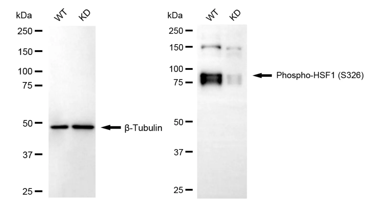 KD-Validated Phospho-HSF1 (S326) Recombinant Rabbit Monoclonal Antibody