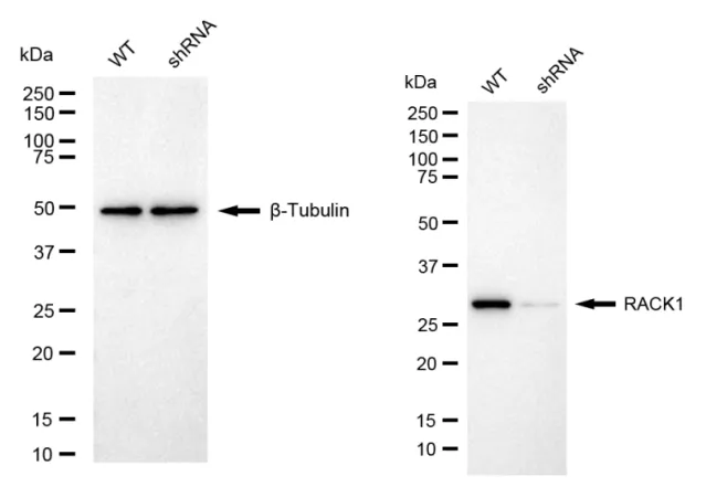 KD-Validated RACK1 Recombinant Rabbit Monoclonal Antibody