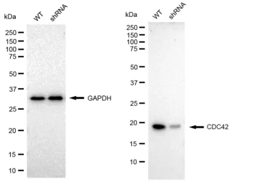 KD-Validated CDC42 Recombinant Rabbit Monoclonal Antibody