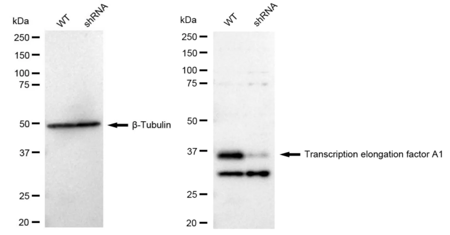 KD-Validated Transcription Elongation Factor A1 Recombinant Rabbit Monoclonal Antibody