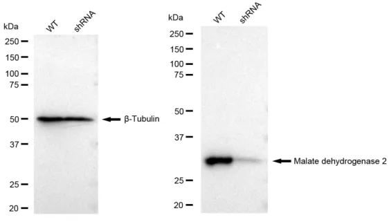 KD-Validated Malate Dehydrogenase 2 Recombinant Rabbit Monoclonal Antibody