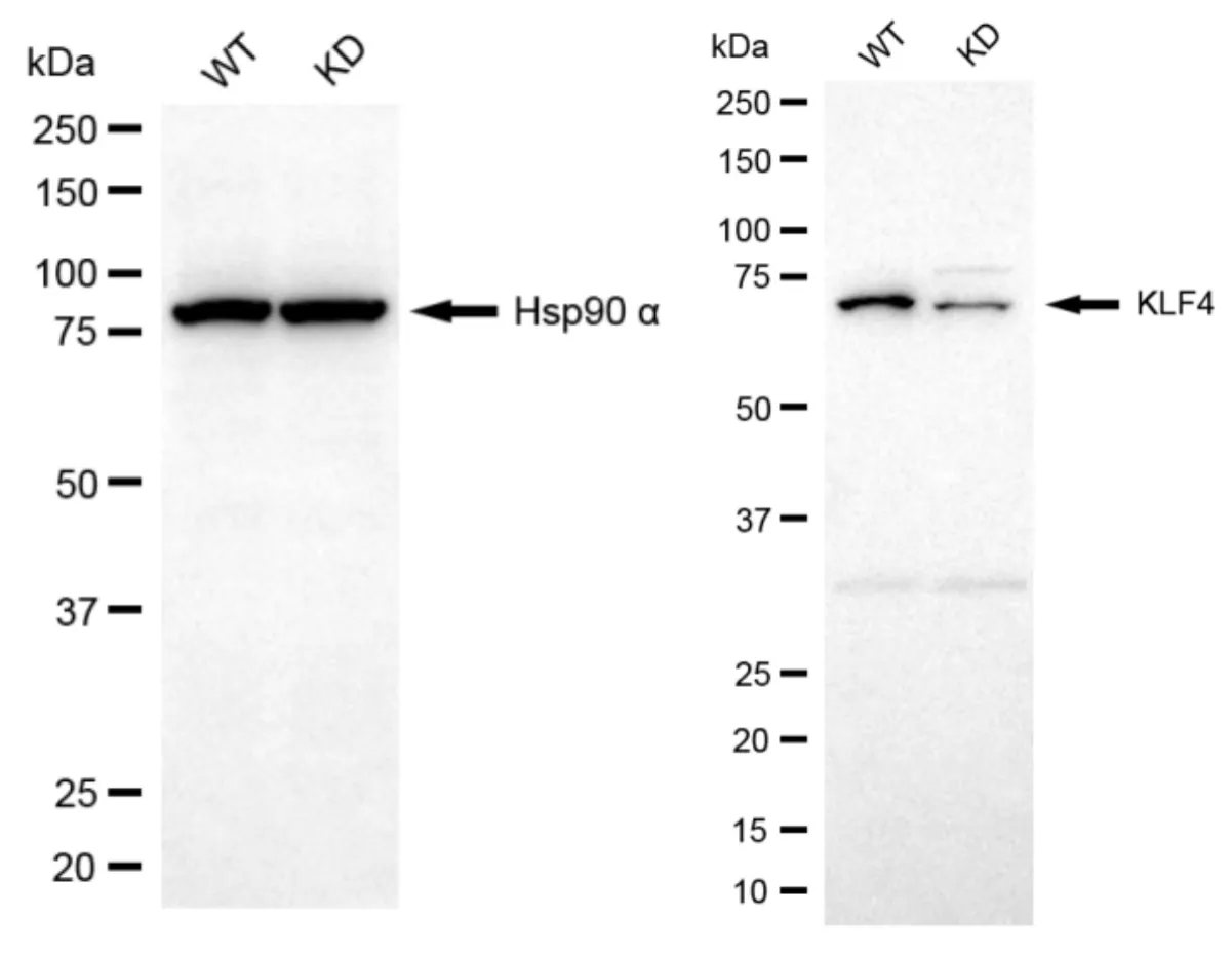 KD-Validated KLF Transcription Factor 4 Mouse Monoclonal Antibody