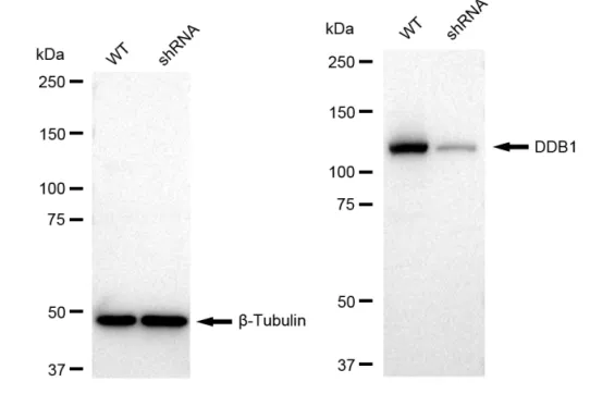 KD-Validated DDB1 Recombinant Rabbit Monoclonal Antibody