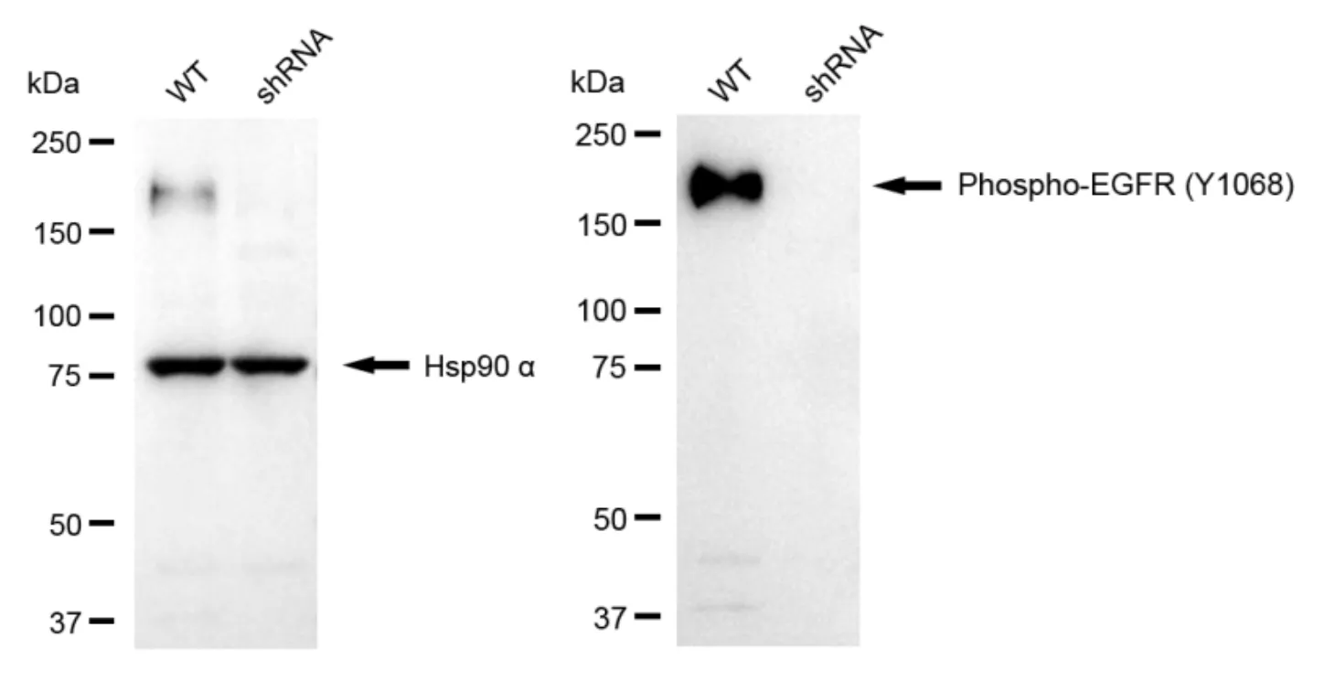 KD-Validated Phospho-EGFR (Y1068) Recombinant Rabbit Monoclonal Antibody