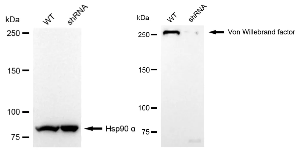 KD-Validated Von Willebrand Factor Recombinant Rabbit Monoclonal Antibody