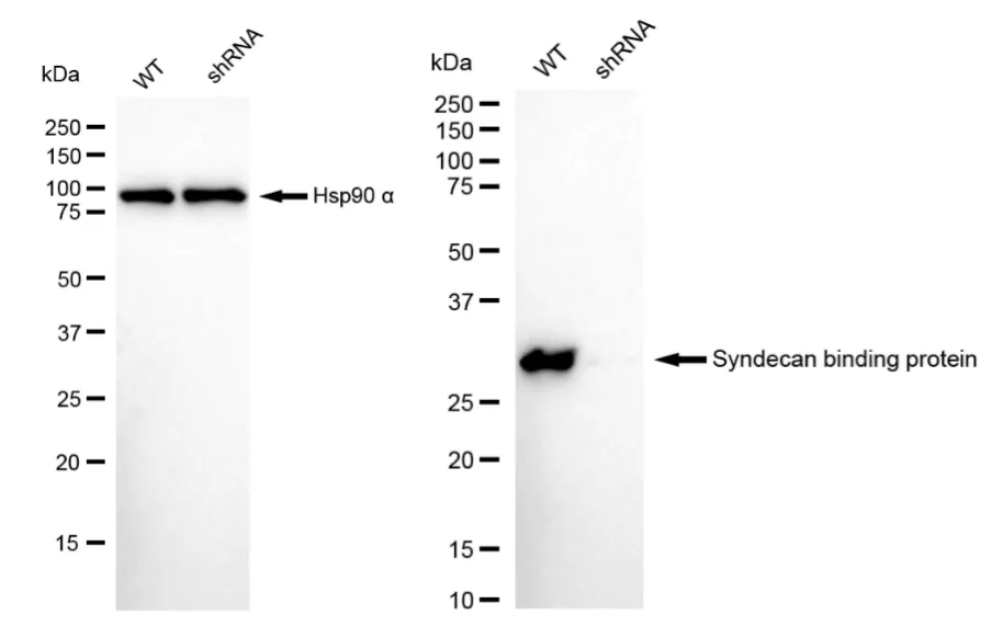KD-Validated Syndecan Binding Protein Recombinant Rabbit Monoclonal Antibody