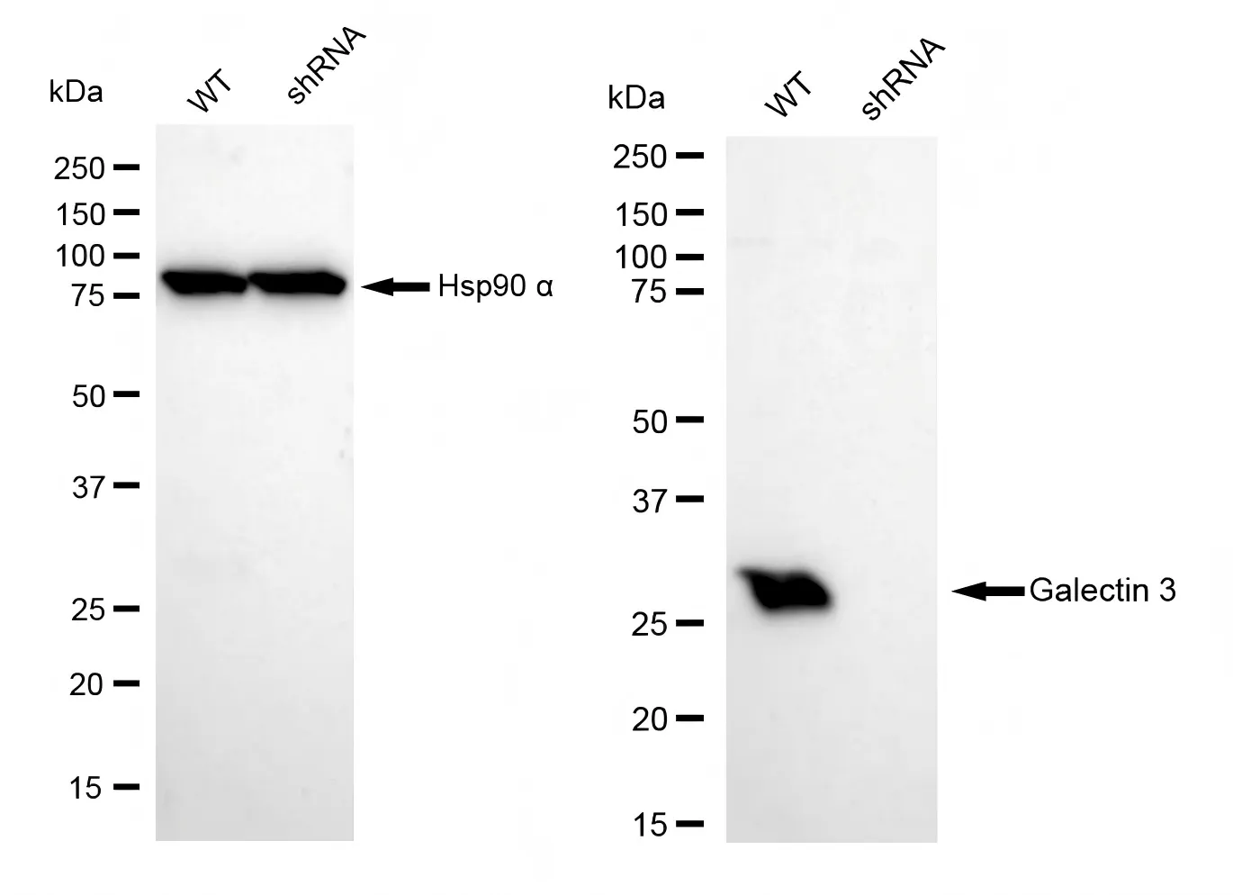 KD-Validated Galectin 3 Recombinant Rabbit Monoclonal Antibody