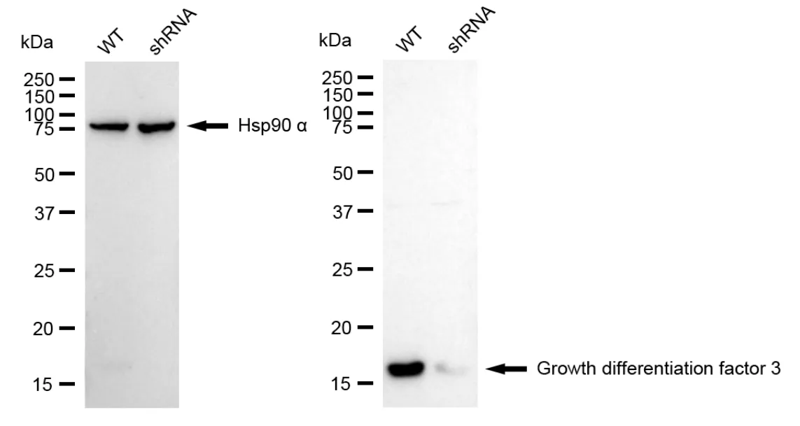 KD-Validated Growth Differentiation Factor 3 Recombinant Rabbit Monoclonal Antibody