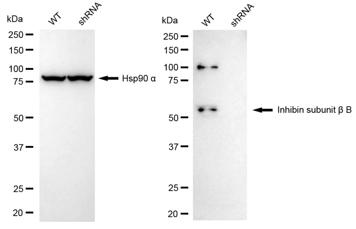 KD-Validated Inhibin Subunit Beta B Recombinant Rabbit Monoclonal Antibody