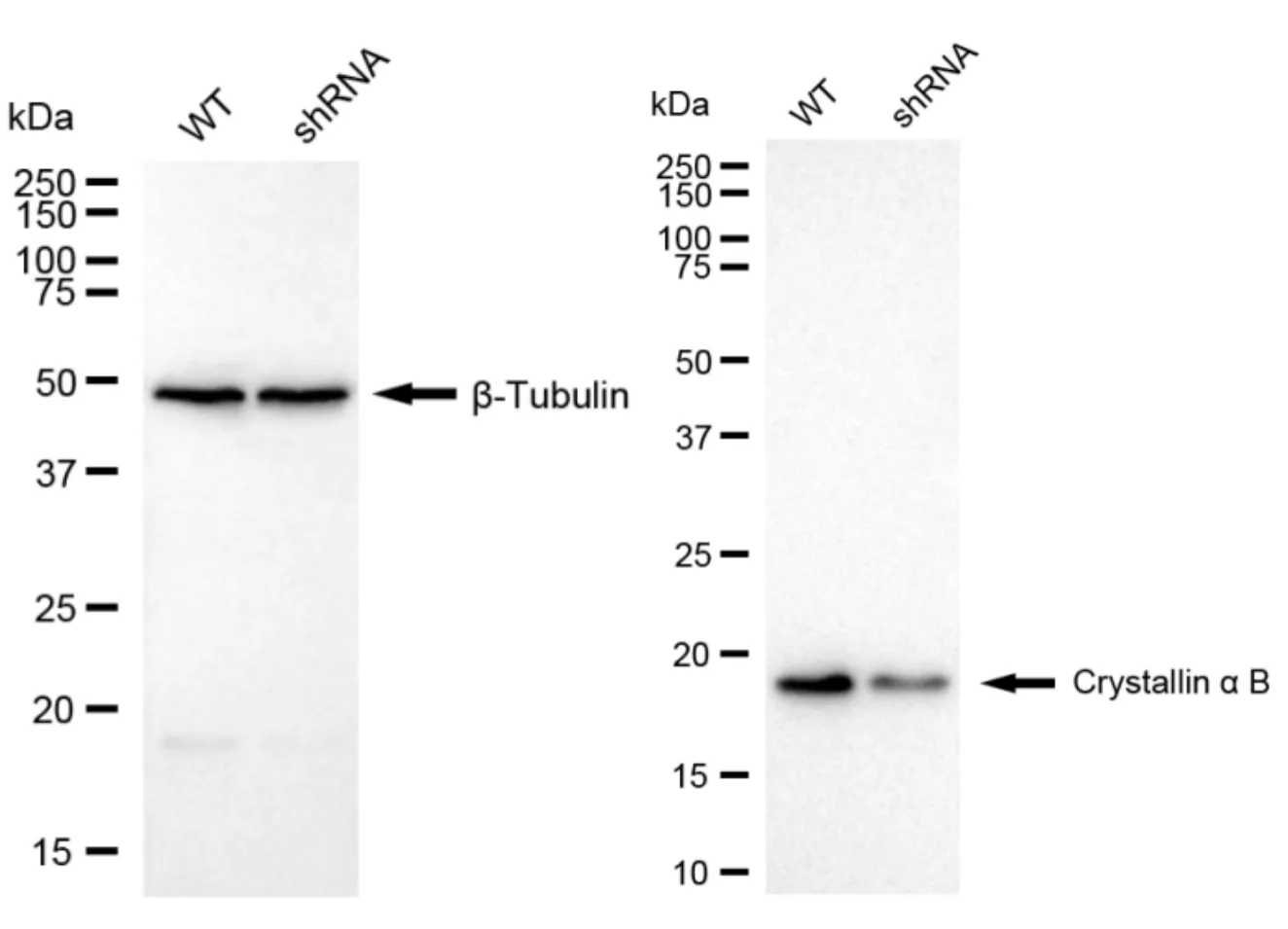 KD-Validated Crystallin Alpha B Recombinant Rabbit Monoclonal Antibody