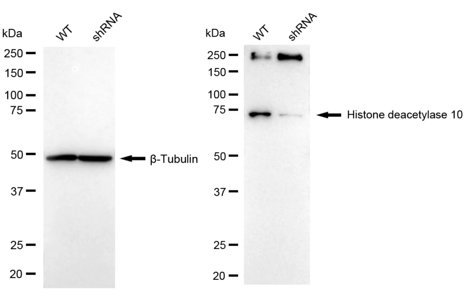 KD-Validated Histone Deacetylase 10 Recombinant Rabbit Monoclonal Antibody
