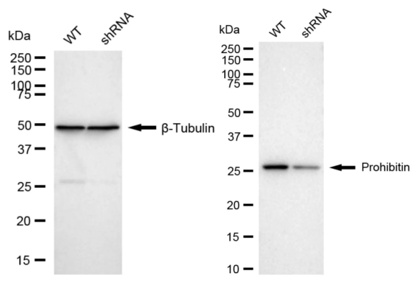 KD-Validated Prohibitin Recombinant Rabbit Monoclonal Antibody