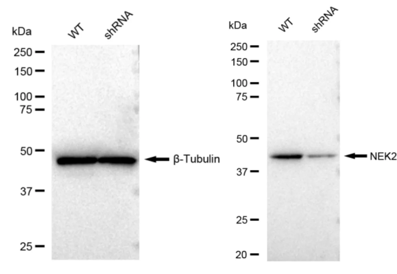 KD-Validated NEK2 Recombinant Rabbit Monoclonal Antibody