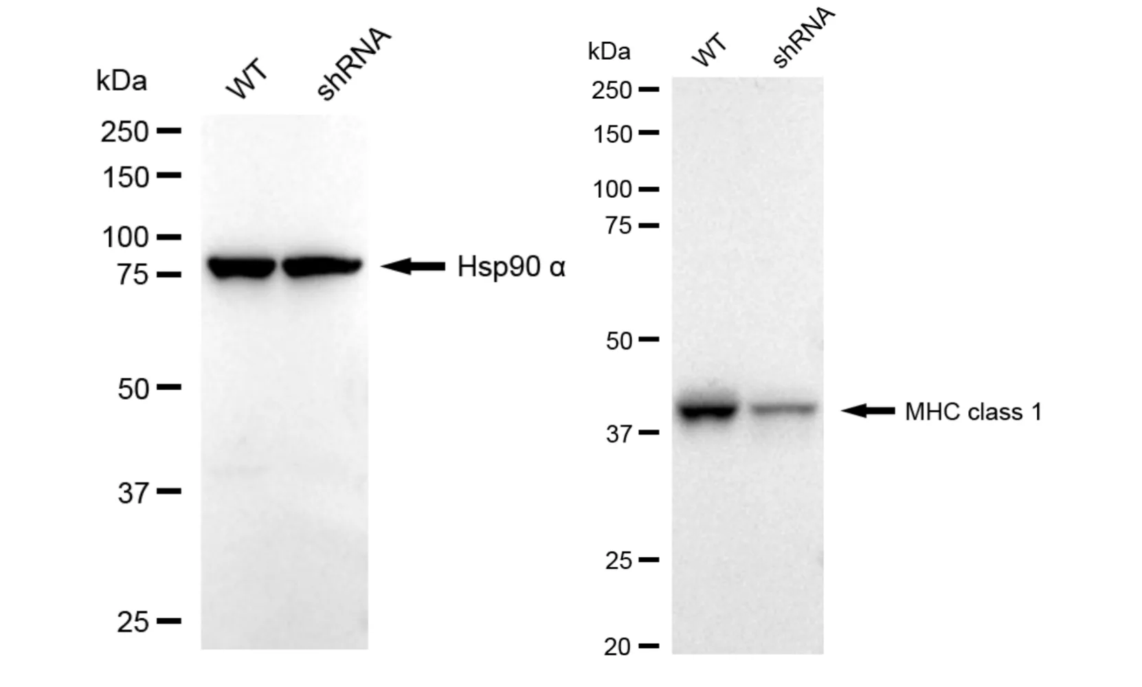 KD-Validated MHC class 1 Recombinant Rabbit Monoclonal Antibody