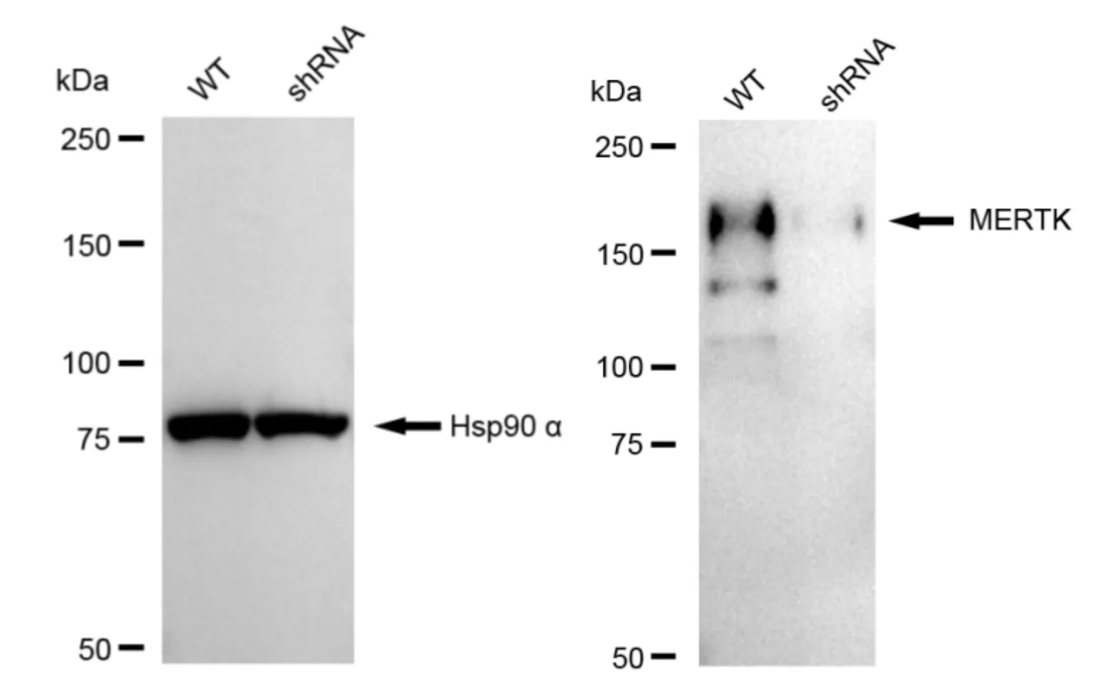 KD-Validated MERTK Recombinant Rabbit Monoclonal Antibody