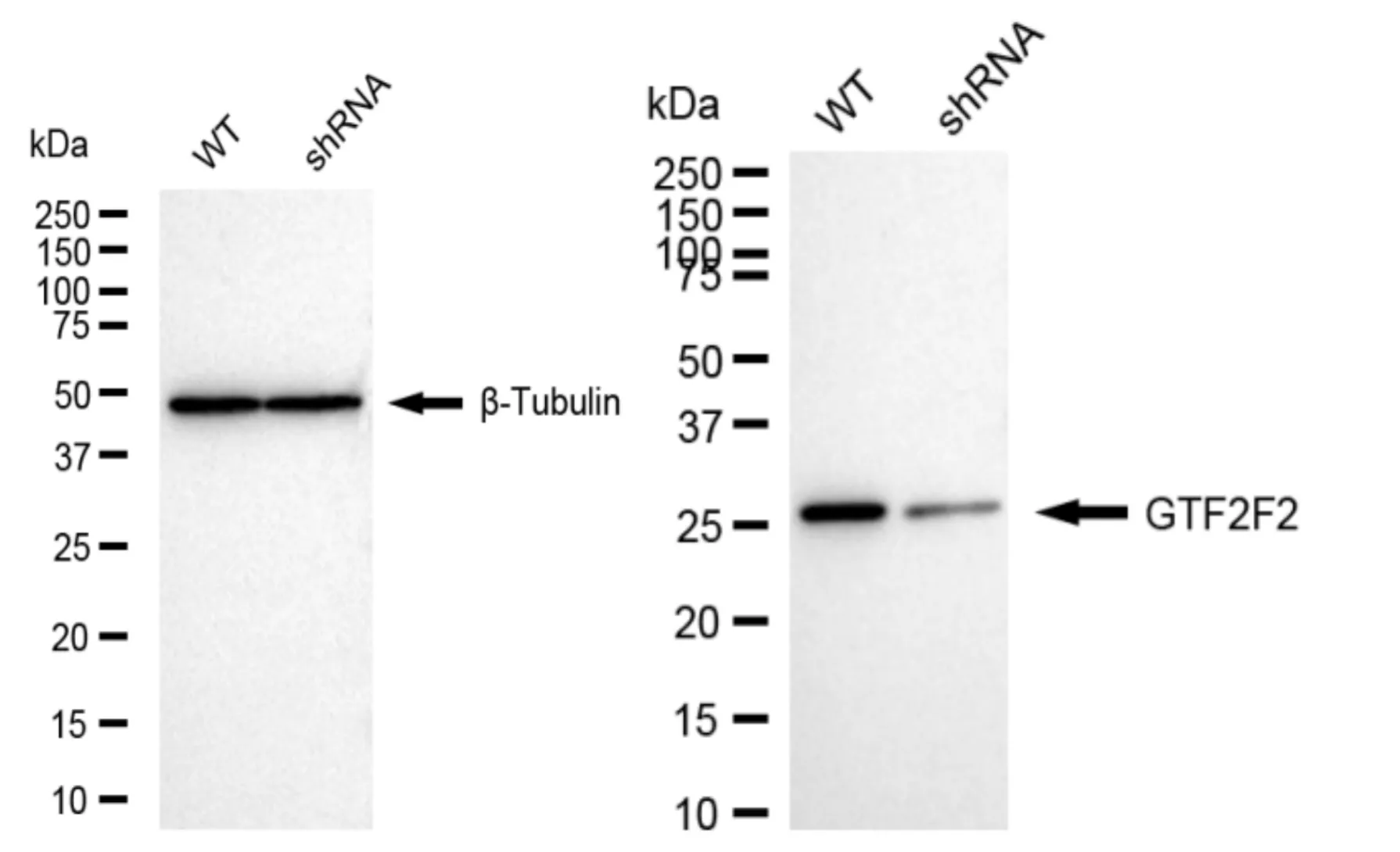 KD-Validated GTF2F2 Recombinant Rabbit Monoclonal Antibody