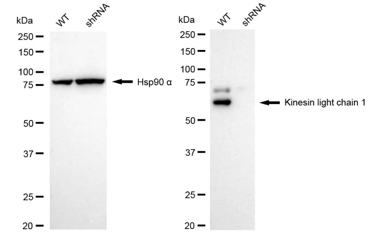KD-Validated Kinesin Light Chain 1 Recombinant Rabbit Monoclonal Antibody